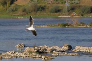 Mouette volant au-dessus de la Loire  Jargeau