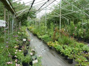 pépinière Roquelin