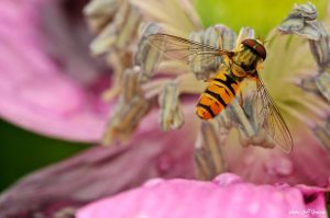 arboretum des grandes bruyères photo jeff grossin (18)