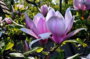 photo Jean François Grossin