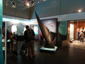 baleine museum orleans