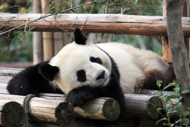 panda beauval