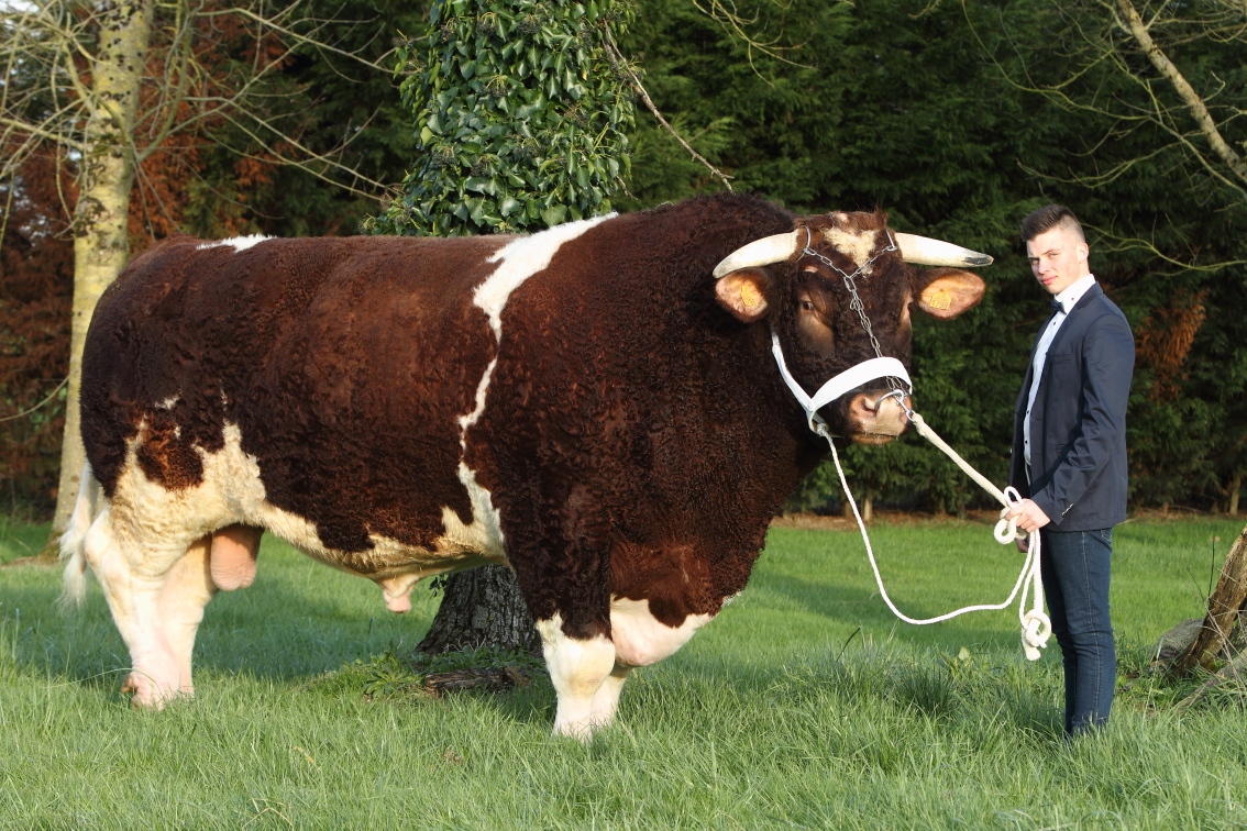 Fêtard, 1 950 kilos, le taureau le plus lourd du monde, est Solognot
