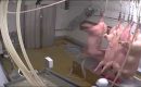 Abattoirs : un référent dans chaque abattoir Abattoirs : un référent dans chaque abattoir