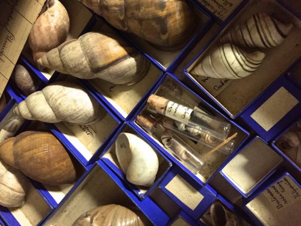 MOBE_NLLE_COLLEC_COQUILLAGES_EB_03