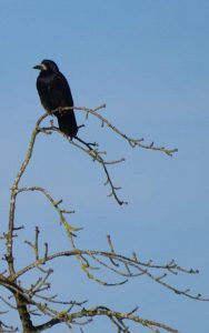 oiseau
