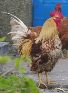 coq