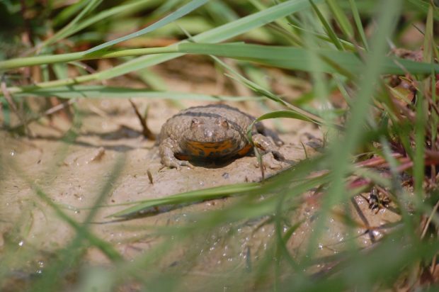 Géré par Nature 18, le chantier écovolontaire à Saint-Georges-sur-la-Prée (Cher) a été lancé pour entretenir une zone humide favorable au Sonneur à ventre jaune, petit crapaud en faveur duquel le chantier est organisé. crédit ©S.Brunet