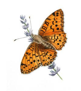 papillons
