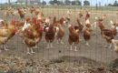Gy-en-Sologne (41) : possible contamination des volailles par un virus aviaire Gy-en-Sologne (41) : possible contamination des volailles par un virus aviaire