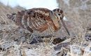 Loir-et-Cher : le gel prolongé empêche la chasse aux oiseaux de passage Loir-et-Cher : le gel prolongé empêche la chasse aux oiseaux de passage