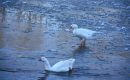 Des oies dandinantes sur la Loire gelée Des oies dandinantes sur la Loire gelée