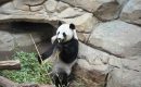 Zoo de Beauval : alors, Huan Huan enceinte, ou pas ? Zoo de Beauval : alors, Huan Huan enceinte, ou pas ?
