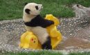 Jumelage Orléans – Yangzhou : les influenceurs se déguiseront en panda Jumelage Orléans – Yangzhou : les influenceurs se déguiseront en panda