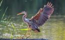 Mais quels sont ces oiseaux qui volent au-dessus de nos têtes ? Mais quels sont ces oiseaux qui volent au-dessus de nos têtes ?