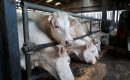 Vente directe de blé à un éleveur, un interdit vachement bravé par un céréalier du Loiret Vente directe de blé à un éleveur, un interdit vachement bravé par un céréalier du Loiret