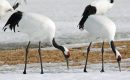 La réserve zoologique de la Haute-Touche (Indre) rouvre avec les oeufs ce week-end La réserve zoologique de la Haute-Touche (Indre) rouvre avec les oeufs ce week-end