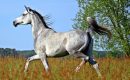 Le cheval de Jeanne d’Arc est un pur sang arabe: la fachosphère crie au scandale ! Le cheval de Jeanne d’Arc est un pur sang arabe: la fachosphère crie au scandale !