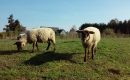 Orléans : des moutons ‘anti-crues’ au pied de la Tangentielle Orléans : des moutons ‘anti-crues’ au pied de la Tangentielle