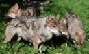 Carnet rose chez les loups du parc zoologique de la Haute-Touche (Indre) Carnet rose chez les loups du parc zoologique de la Haute-Touche (Indre)