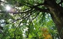 L’arboretum des Barres (Loiret) sauvé: il ne fermera pas au public en mars 2019 L’arboretum des Barres (Loiret) sauvé: il ne fermera pas au public en mars 2019