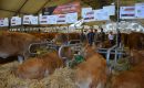 Concours national à Châteauroux : la limousine à l’honneur Concours national à Châteauroux : la limousine à l’honneur