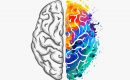 Fête de la science : le cerveau et ses mythos Fête de la science : le cerveau et ses mythos