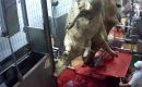 L’abattoir bio du Boischaut (Indre) fermé pour “pratiques inacceptables” L’abattoir bio du Boischaut (Indre) fermé pour “pratiques inacceptables”