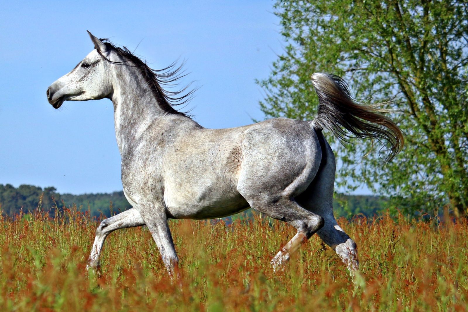 photo de cheval pur sang arabe 