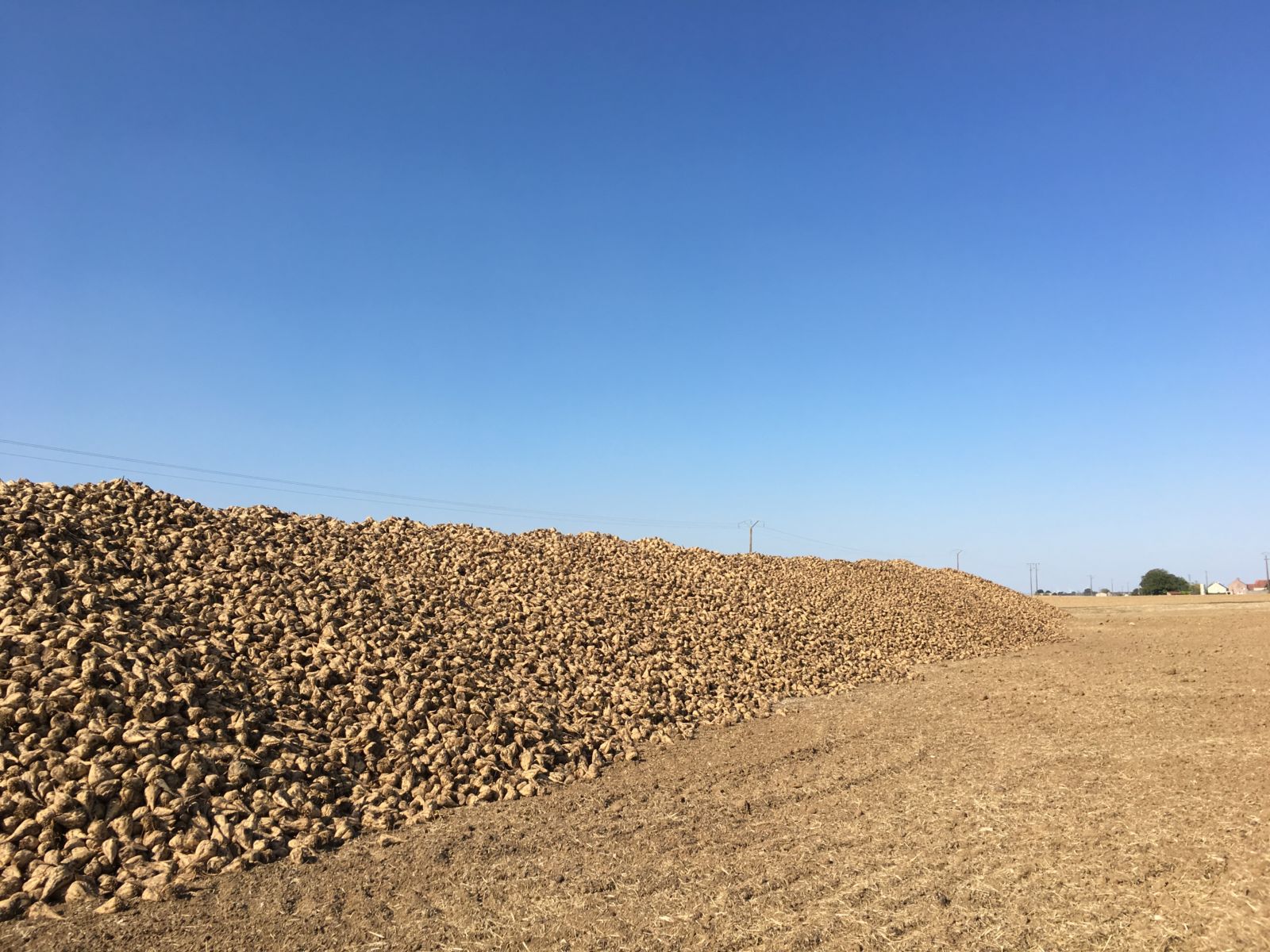 Un nouveau sucre issu de betteraves