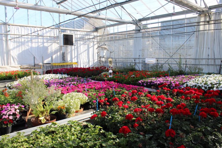 Merel Horticulture Les Serres De Ker Lann