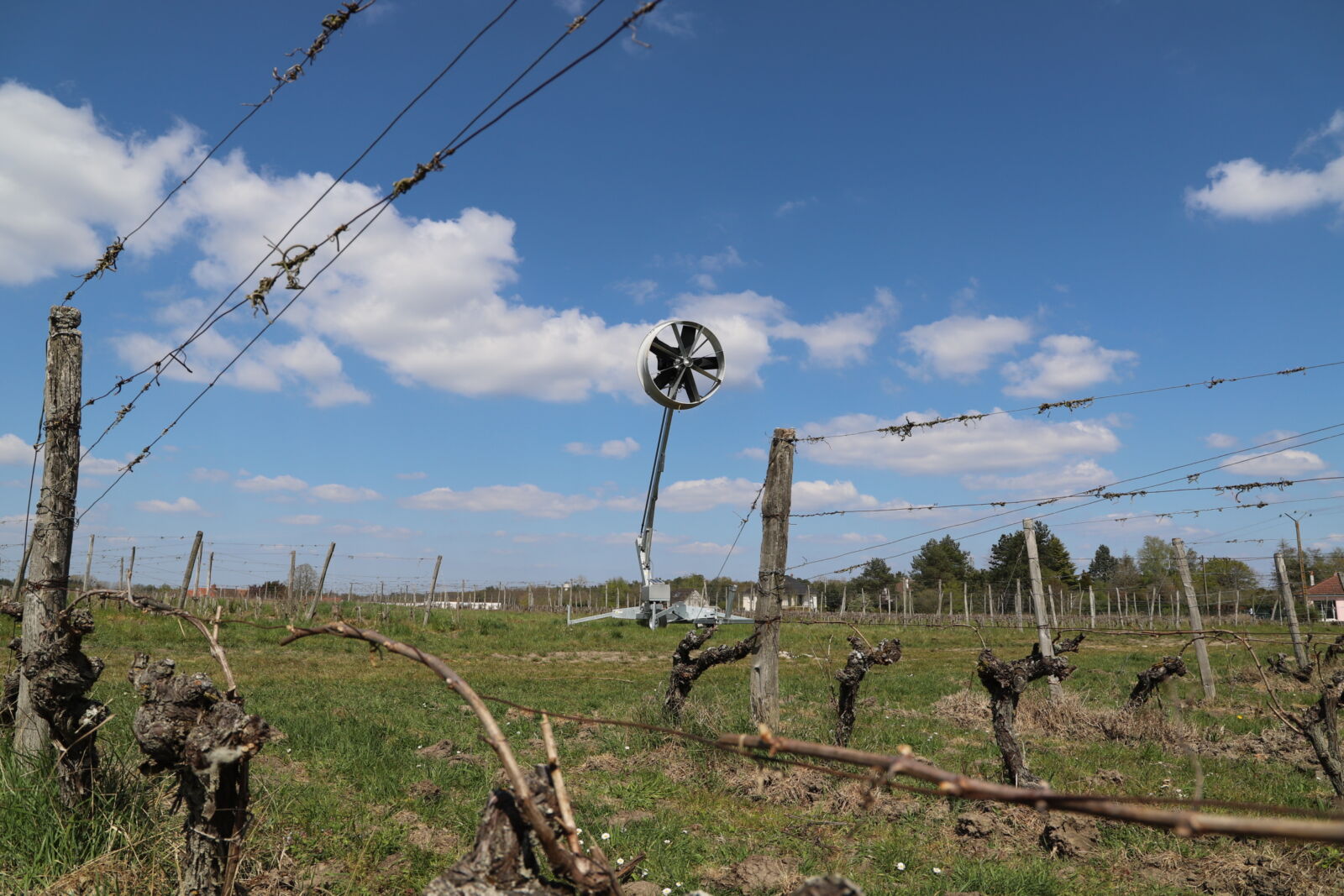 Vignes sinistrées