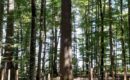 Tronçais : une forêt d’exception au Centre de la France