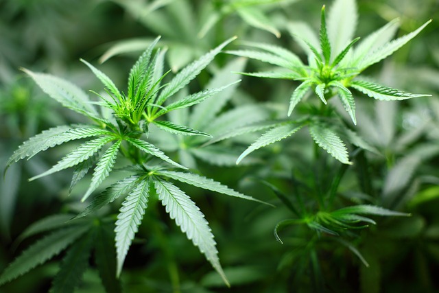Le cannabis chez les vieux