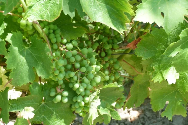 Vigne en Touraine