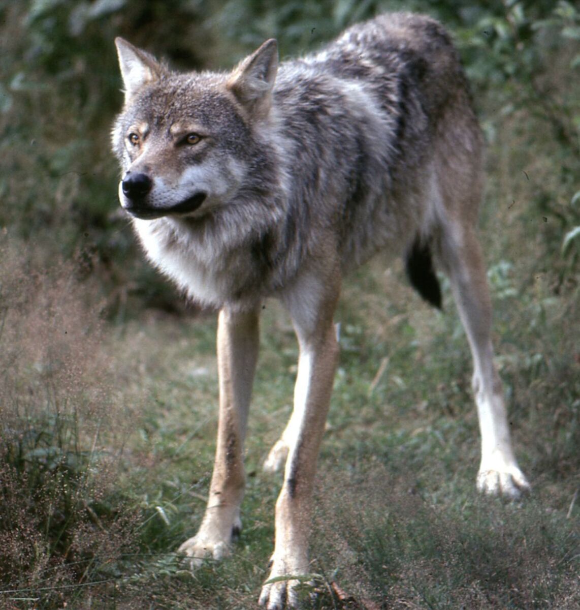 Loup Rival EXPOSITION PAR LE PHOTO CLUB ABRAYSIEN : Canis Lupus - Mag'CentreMagcentre